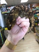 leachiemale2.jpg
