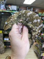 leachiefemale2.jpg
