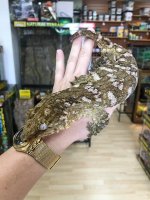 leachiefemale22.jpg