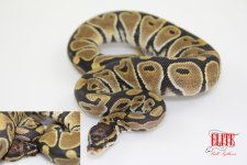 ScalelessHeadF2-200g.jpg