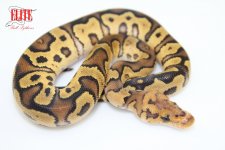 FireClownM78-70g.jpg