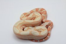 Sunglow Jungle poss het Blood13.JPG