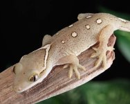 sarasinorum-gecko-Kb73b.jpg