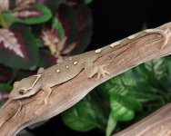 sarasinorum-gecko-Kb73a.jpg