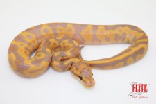 BananaLeopardF77-70g.jpg
