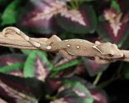 sarasinorum-gecko-Kb73c.jpg