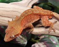 crested-gecko-Kb76.jpg