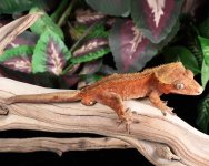 crested-gecko-Kb76b.jpg