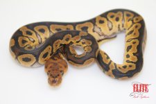 ClownM80-60g.jpg