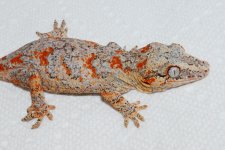 DSC_0817.jpg