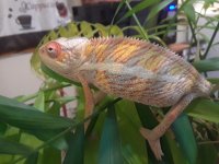 dio new boy 7 very yellow.jpg
