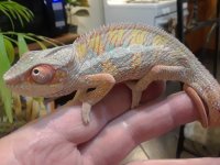 dio new boy 6 very yellow.jpg