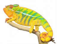 Bolt - Ambilobe Sire - Canvas Chameleons - Small (3).jpg Bolt - Ambilobe Sire - Canvas Chameleons - Small (3).jpg
