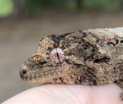 Lichen 3 eye.jpg