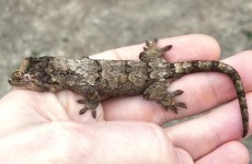 Lichen 3.jpg