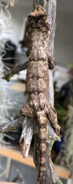Lichen 3 manz back.jpg