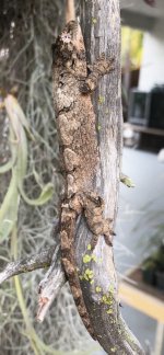 Lichen 3 manz side.jpg