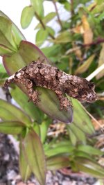 Lichen 4 sib holdback.jpg