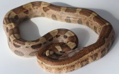 Hypo Motley Jungle M1 (13).jpg