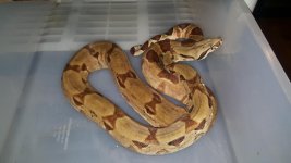 Hypo Jungle ph Albino 2.jpg