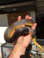 rsz_img_0337.jpg