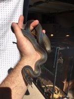 rsz_img_0342.jpg
