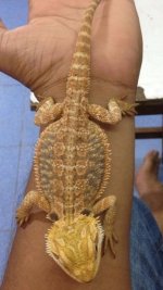 baby hypo bearded dragon.jpg