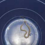 Garter 2.jpg