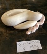 ivoryhpiedf.jpg
