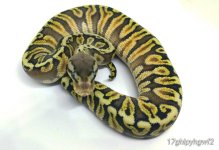 ghi inferno f.jpg