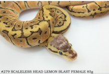 #279 SCALELESS HEAD LEMON BLAST FEMALE 85g.jpg