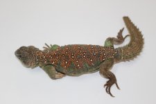 IMG_2504.jpg