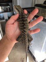 rsz_img_0033.jpg