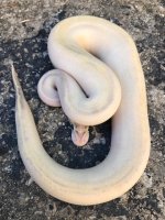 vanillaivory.jpg