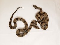 Longicauda (3).jpg