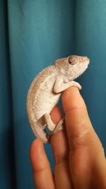 Female #2.jpg
