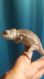 Female #3.jpg