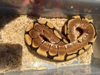 ballpython9-24-17m.jpg