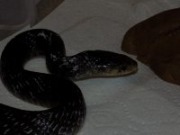 DSCN1367.jpg