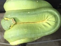 gtp.JPG