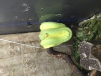 gtp5.JPG