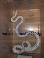female palmetto.jpg