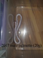 2017 Male Palmetto.jpg