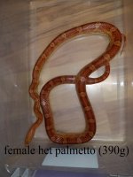 female het palmetto.jpg