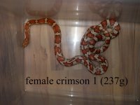 female crimson 1 237g.jpg