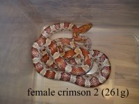 female crimson 2 261g.jpg