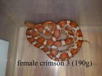 female crimson 3 190g.jpg
