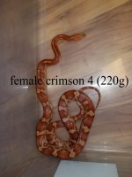 female crimson 4 220g.jpg