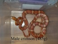 male crimson 485g.jpg