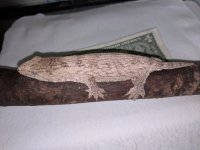 Leachie 4.1.jpg